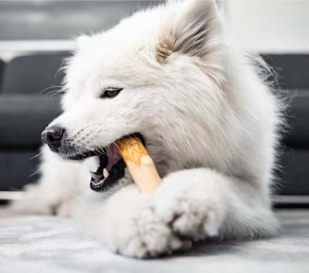 Dog Chewing Coffee Wood Dental Chew