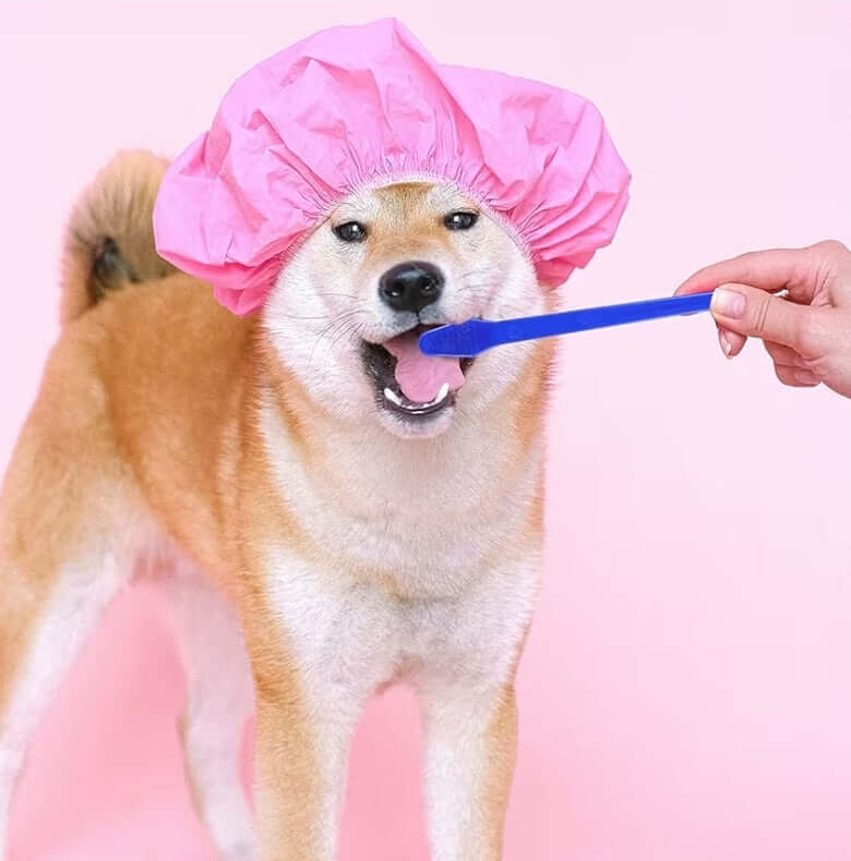 Small Pet Toothbrush being used on a Shiba Inu dog wearing a pink shower cap.