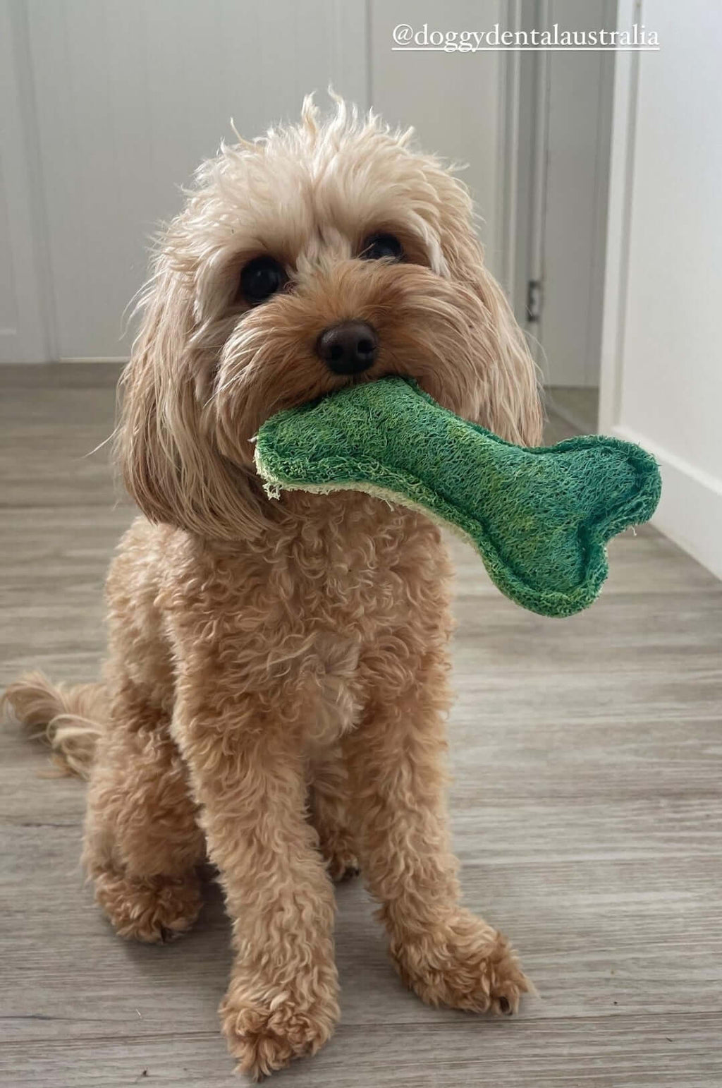 Dog with loofah bone chew