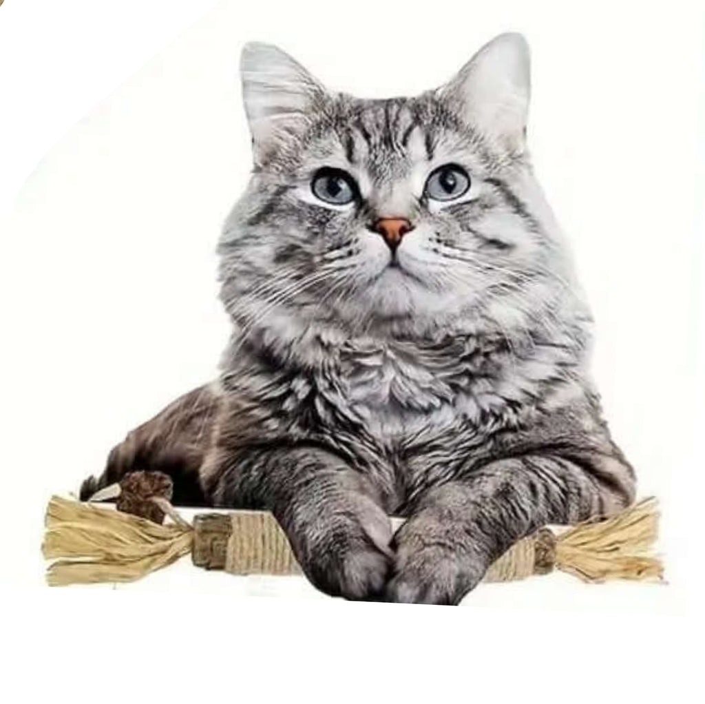 Cat with Matatabi Dental Chew