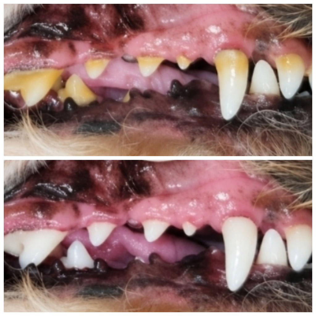 Tartart build up on teeth