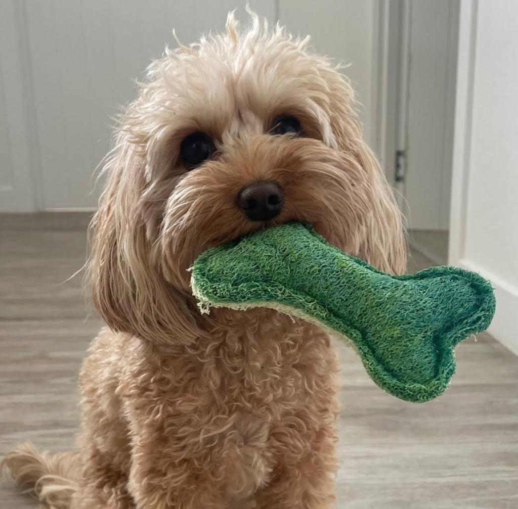 Dental Bone Toy - Loofah Medium
