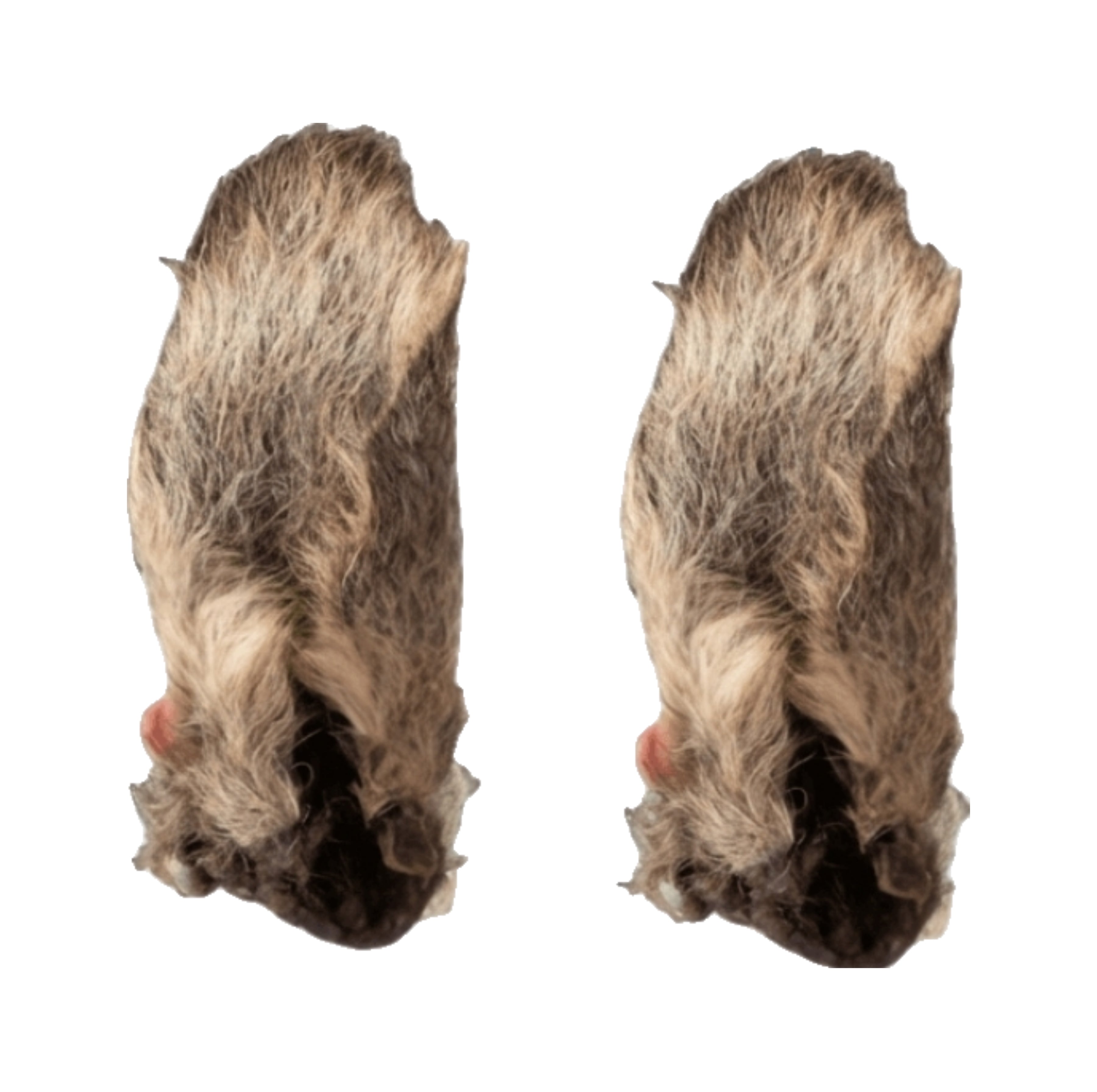 Kangaroo Ear Chew