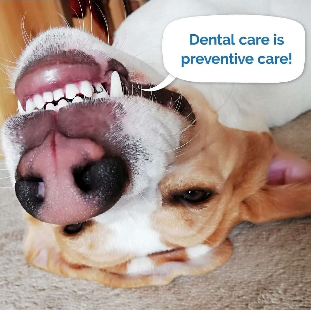 Pet Dental Treat Box