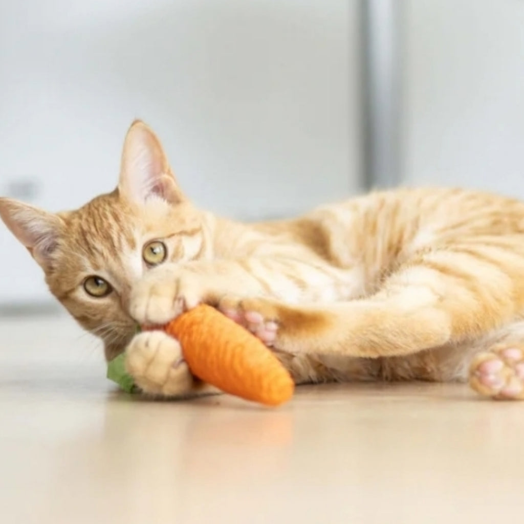 Carrot Dental Chew for Cats