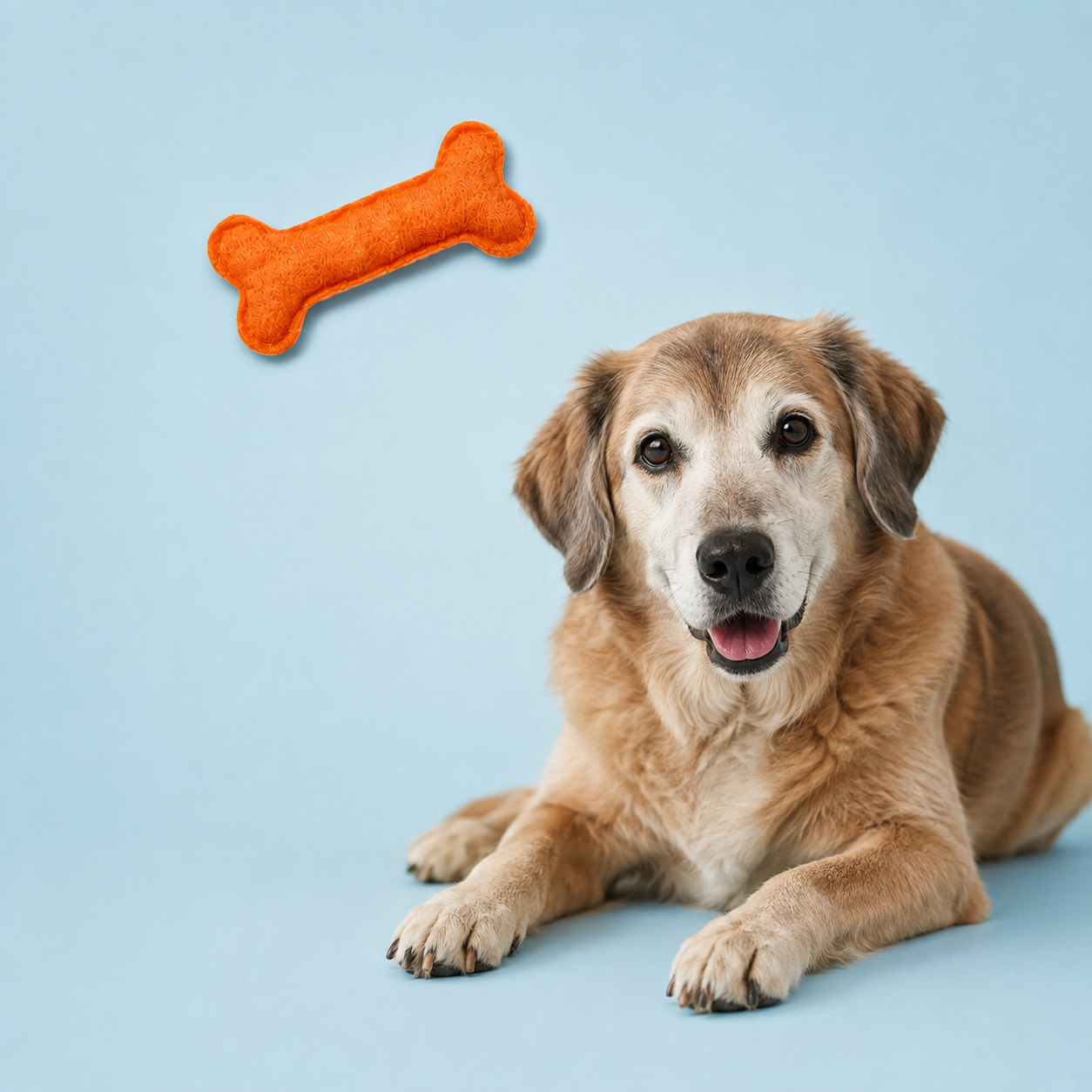 Senior Dog Bundle
