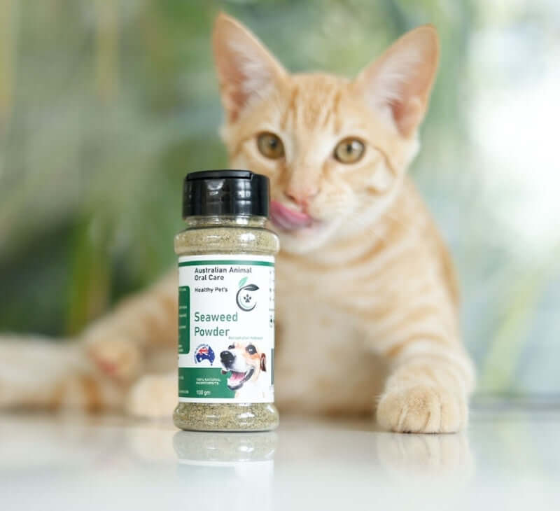 Cat with Dental powder