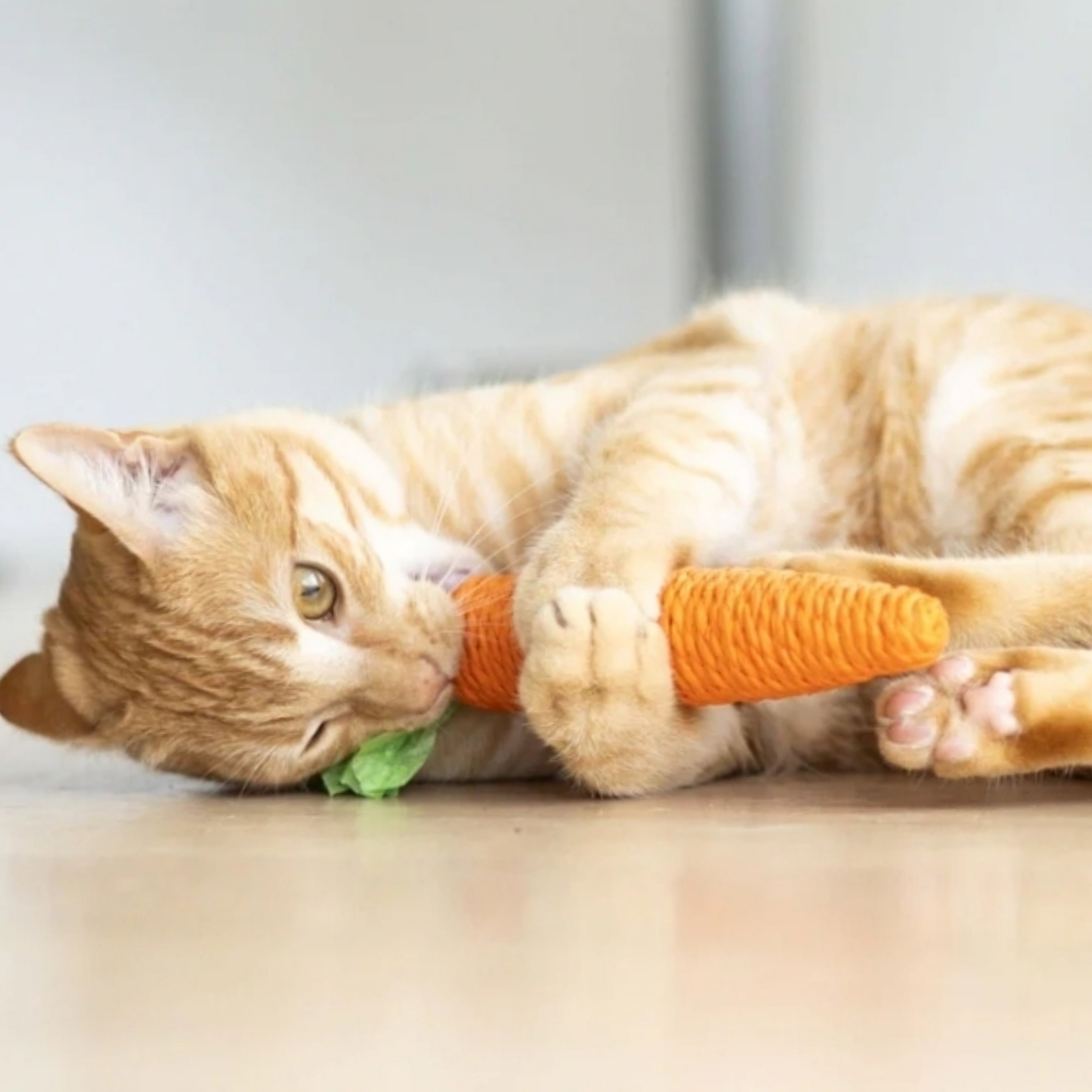 Carrot Dental Chew for Cats
