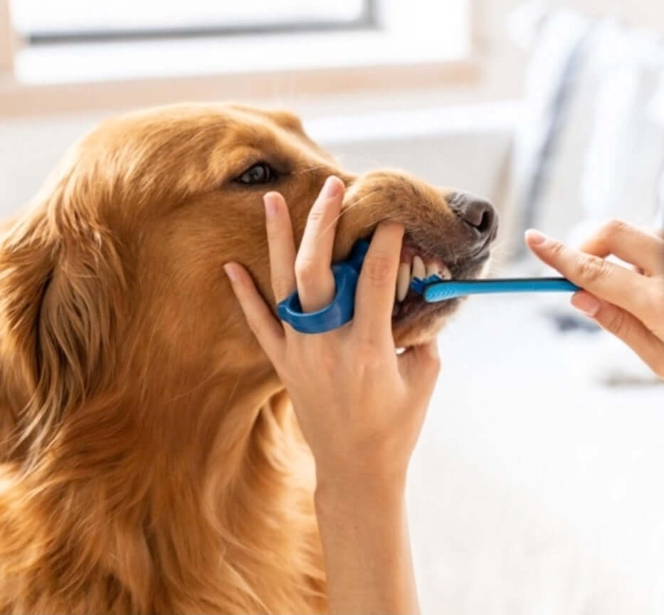 Mirapet Ultrasound Bundle 