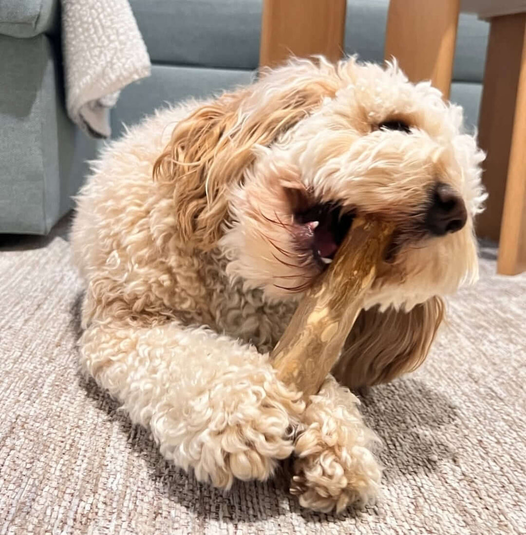 Dog Chewing Coffee Wood Dental Chew