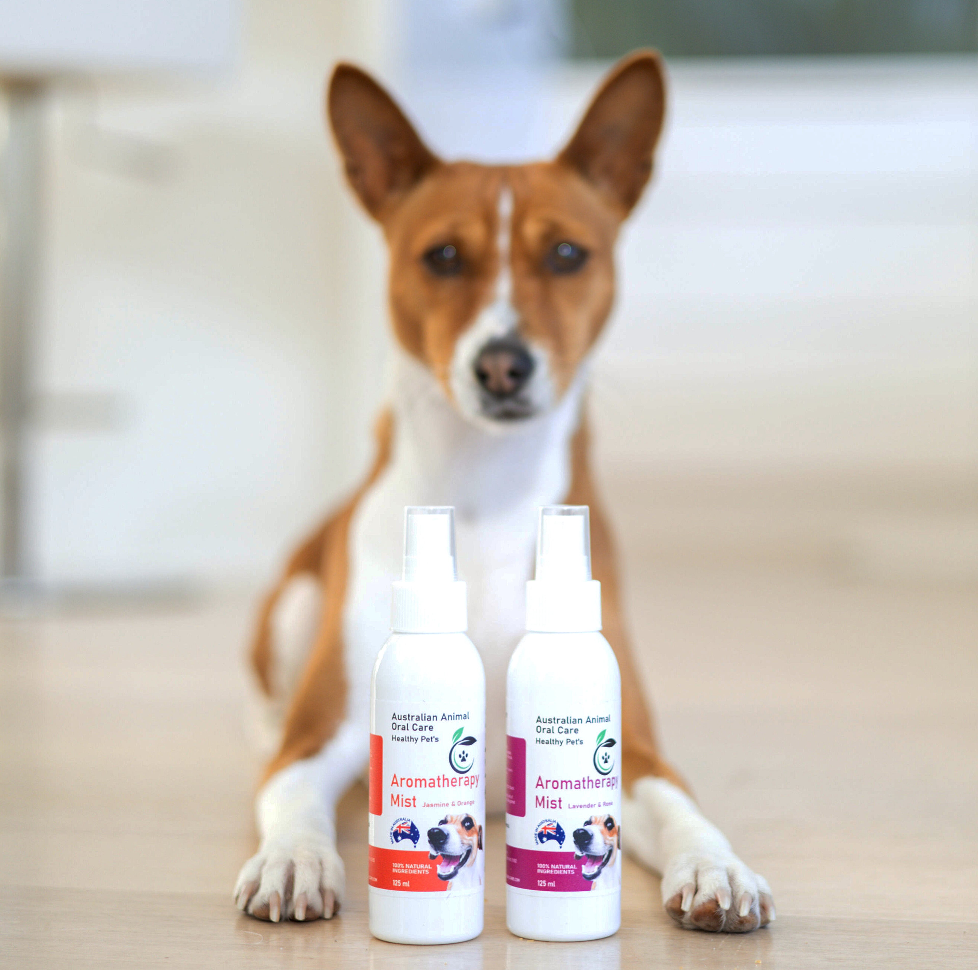 Pet Aromatherapy  for Dogs