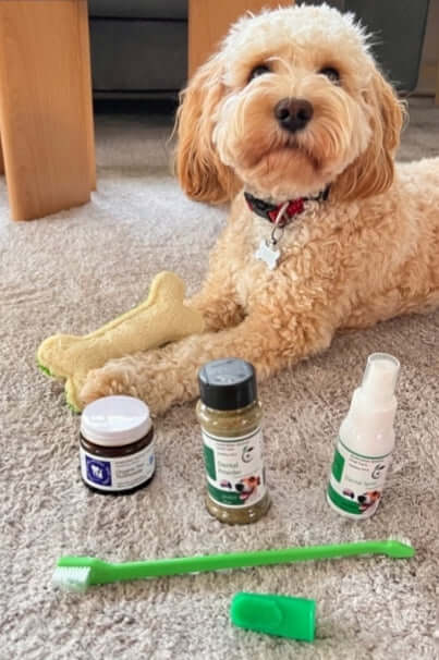 Dog with pet dental kit