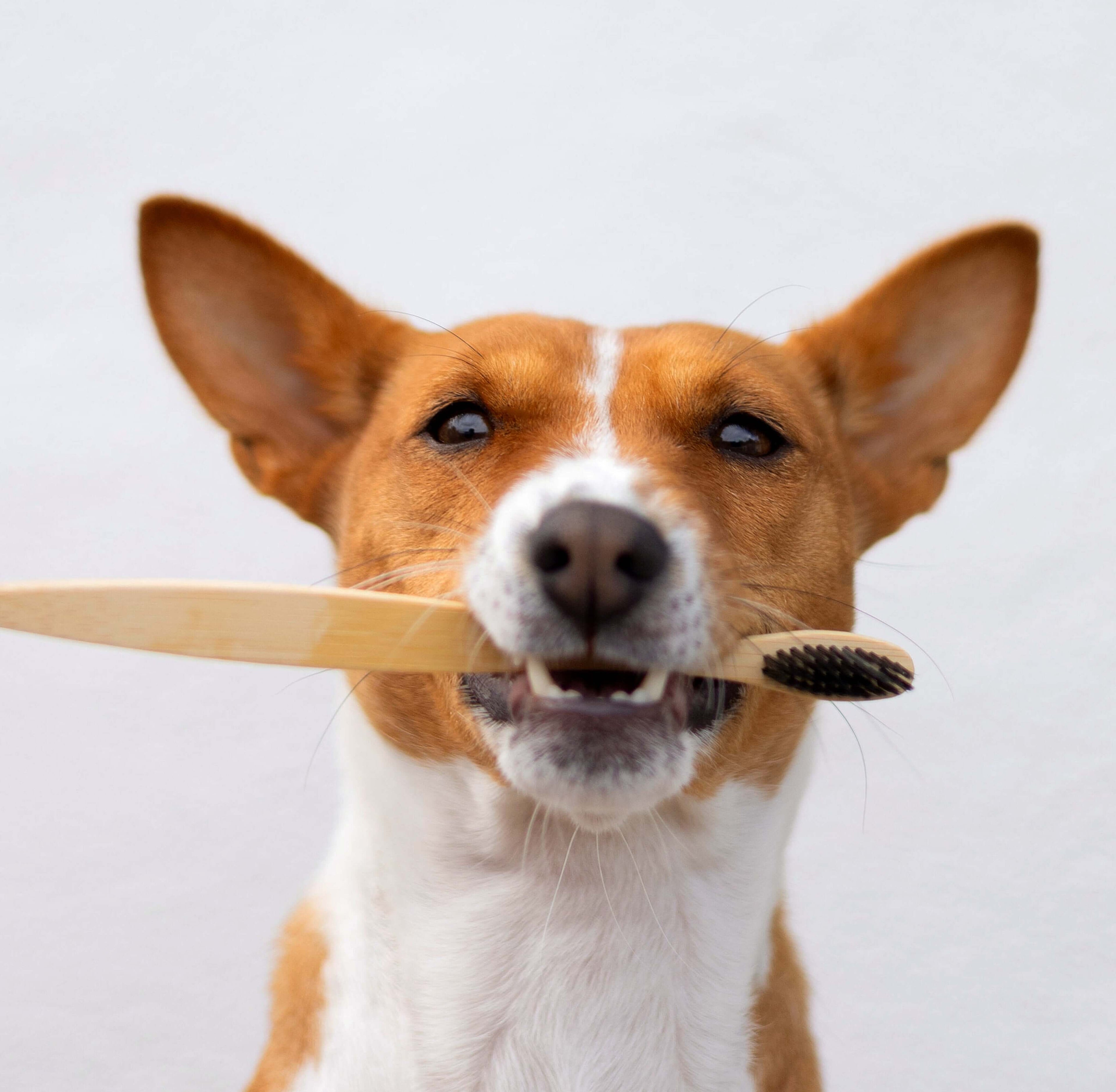 Dog with Toothbrush