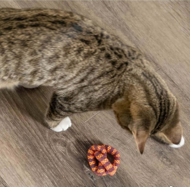 Cat playing with dental chew toy