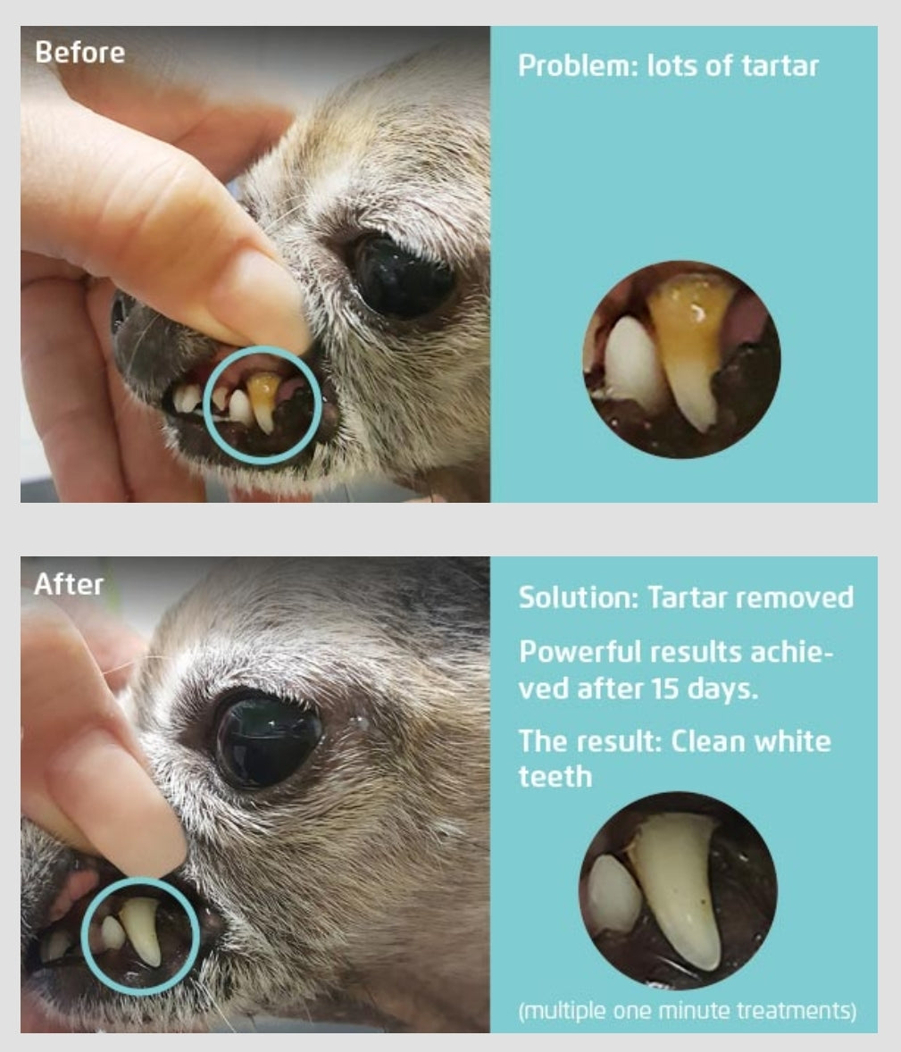 Image of before and after teeth cleaning with mirapet