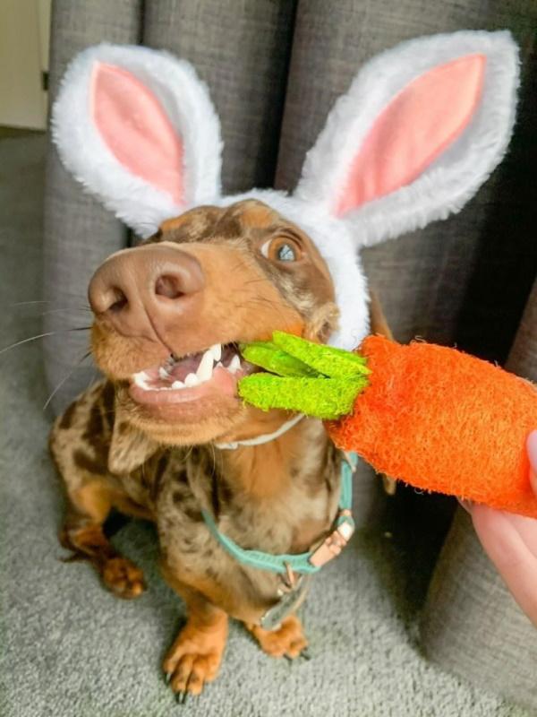Dental Carrot Toy Loofah Chew