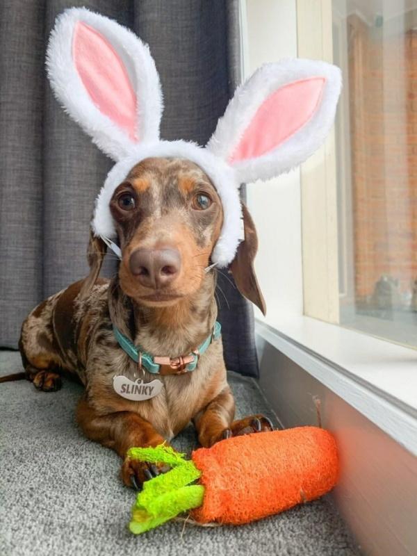 Dental Carrot Toy Loofah Chew