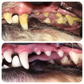 Anaesthesia-free dog dental scale and polish at a home visit