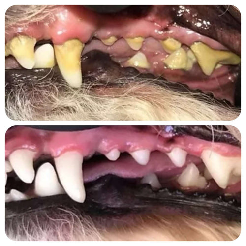 Anaesthesia-free dog dental scale and polish at a home visit