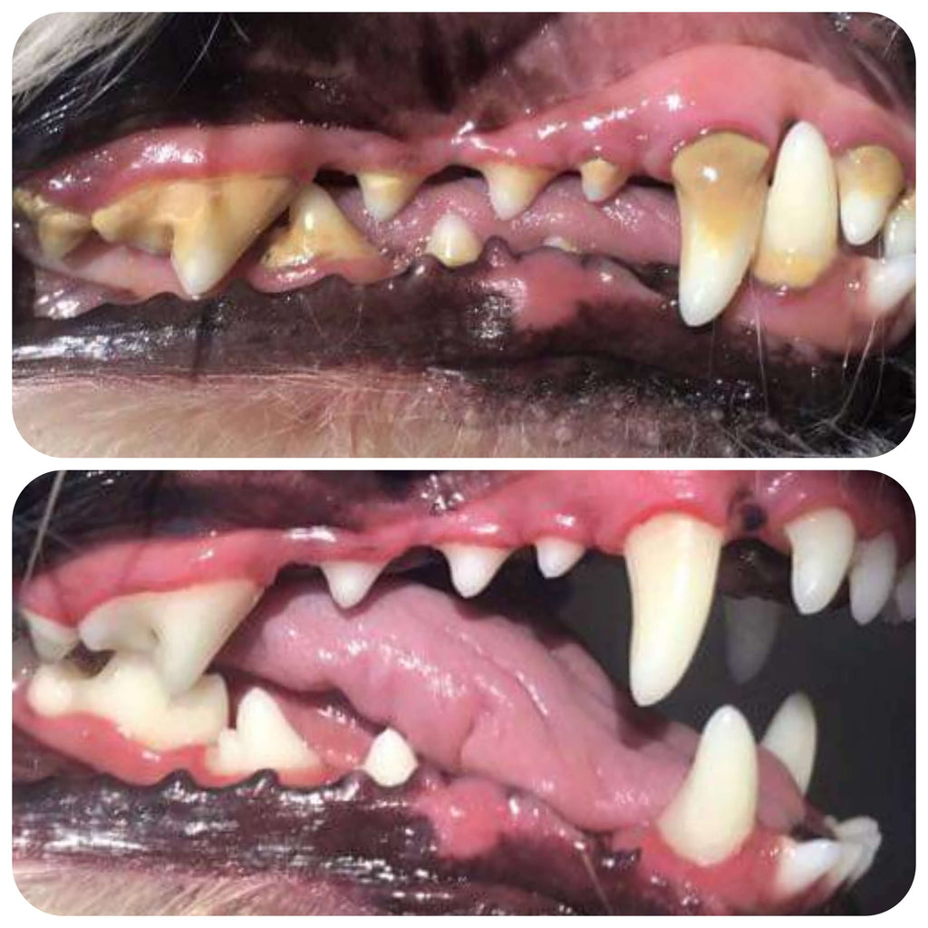 Dental Scale & Polish Booking