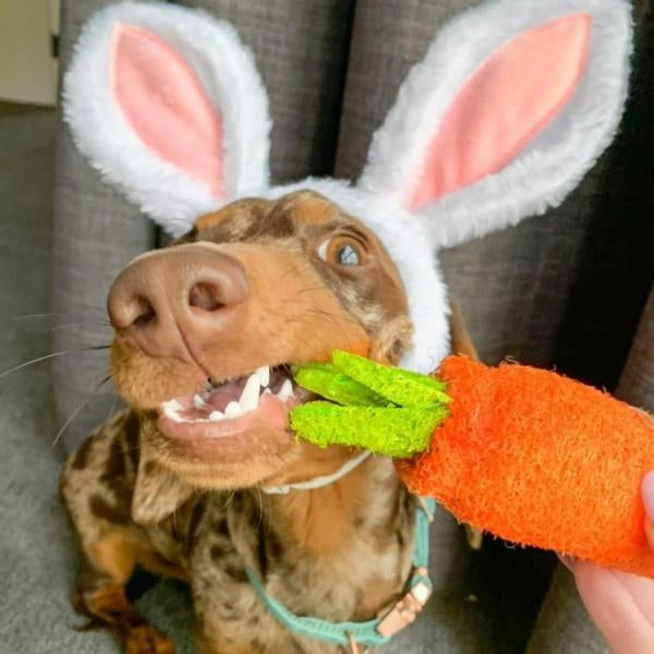 Dental Carrot Toy Loofah Chew