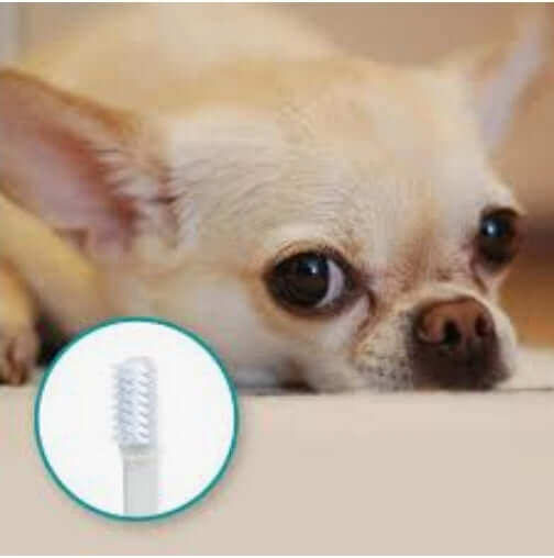 Single Mirapet brush for small dogs