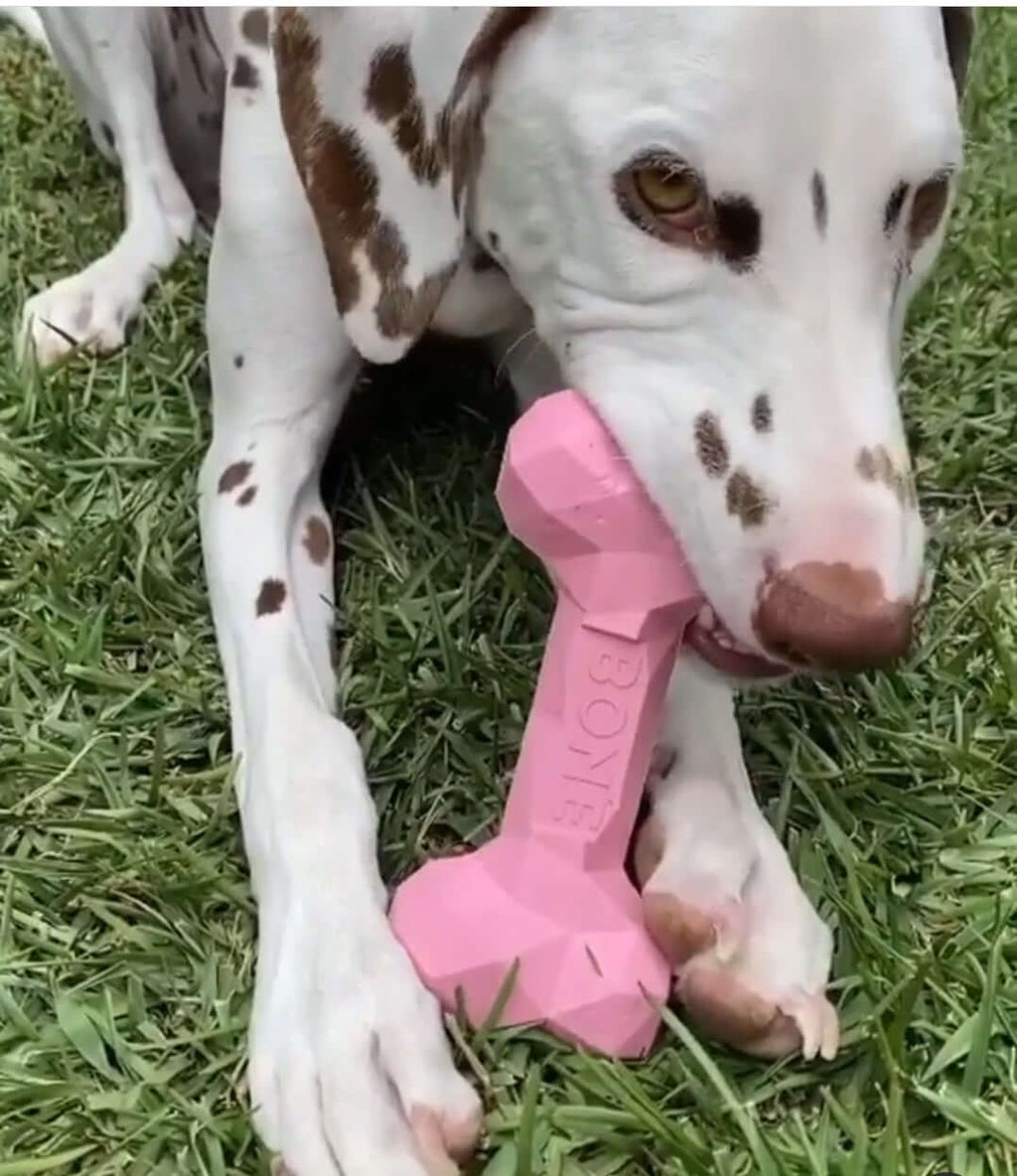 Dog chewing on Dental Bone
