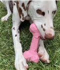 Dog chewing on Dental Bone