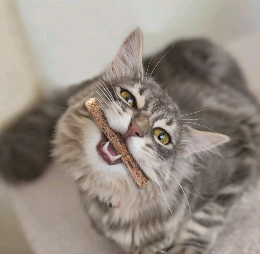 Matatabi Silvervine Dental Stick for Cats