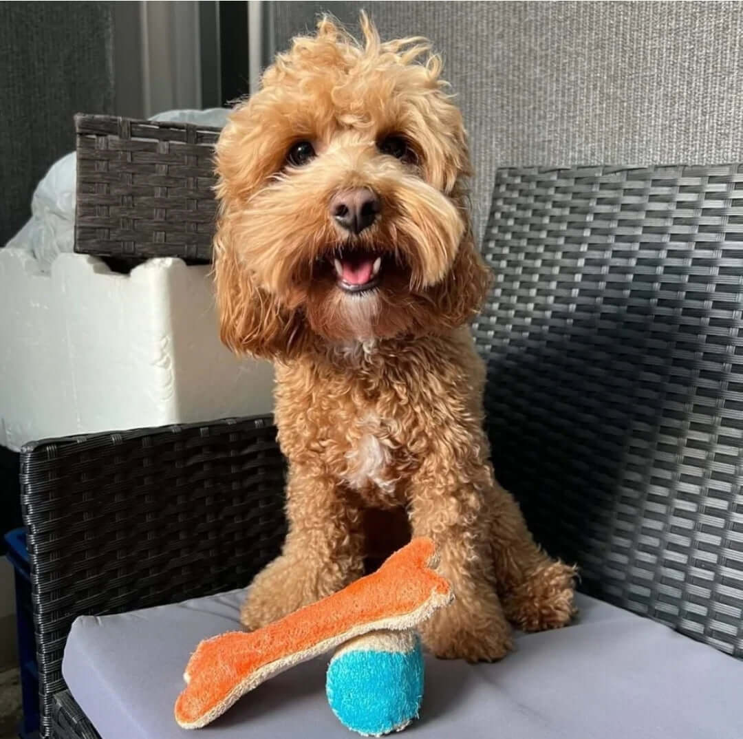 Dental Loofah Chew Bone