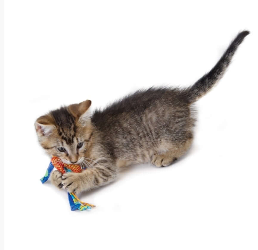 Cat Dental Chew Toy