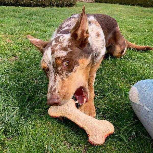 Dog Chewing Dental Loofah Chew Bone
