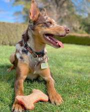 Dog with Loofah Bone